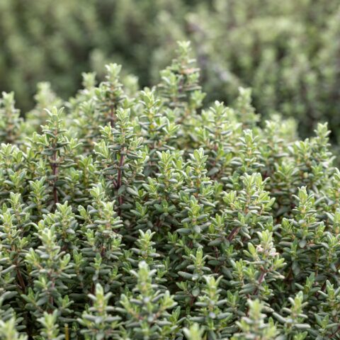 Thymus vulgaris "Faustini"