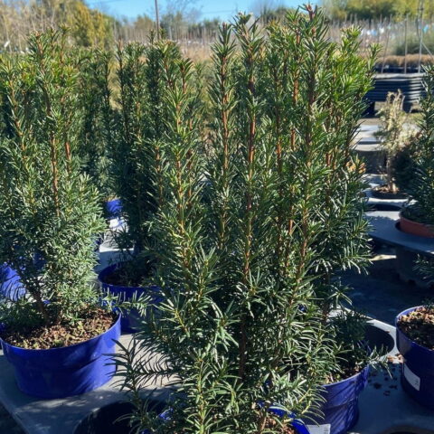Taxus x media "Hicksii"