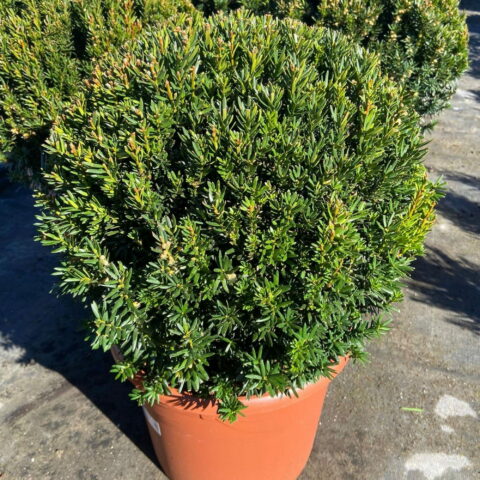 Taxus baccata - PALLA