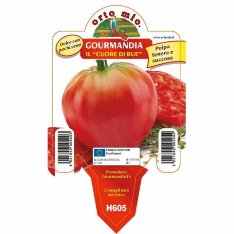 Pomodoro a Cuore di bue "Gourmandia F1"