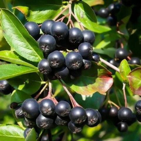 Aronia prunifolia "Nero"