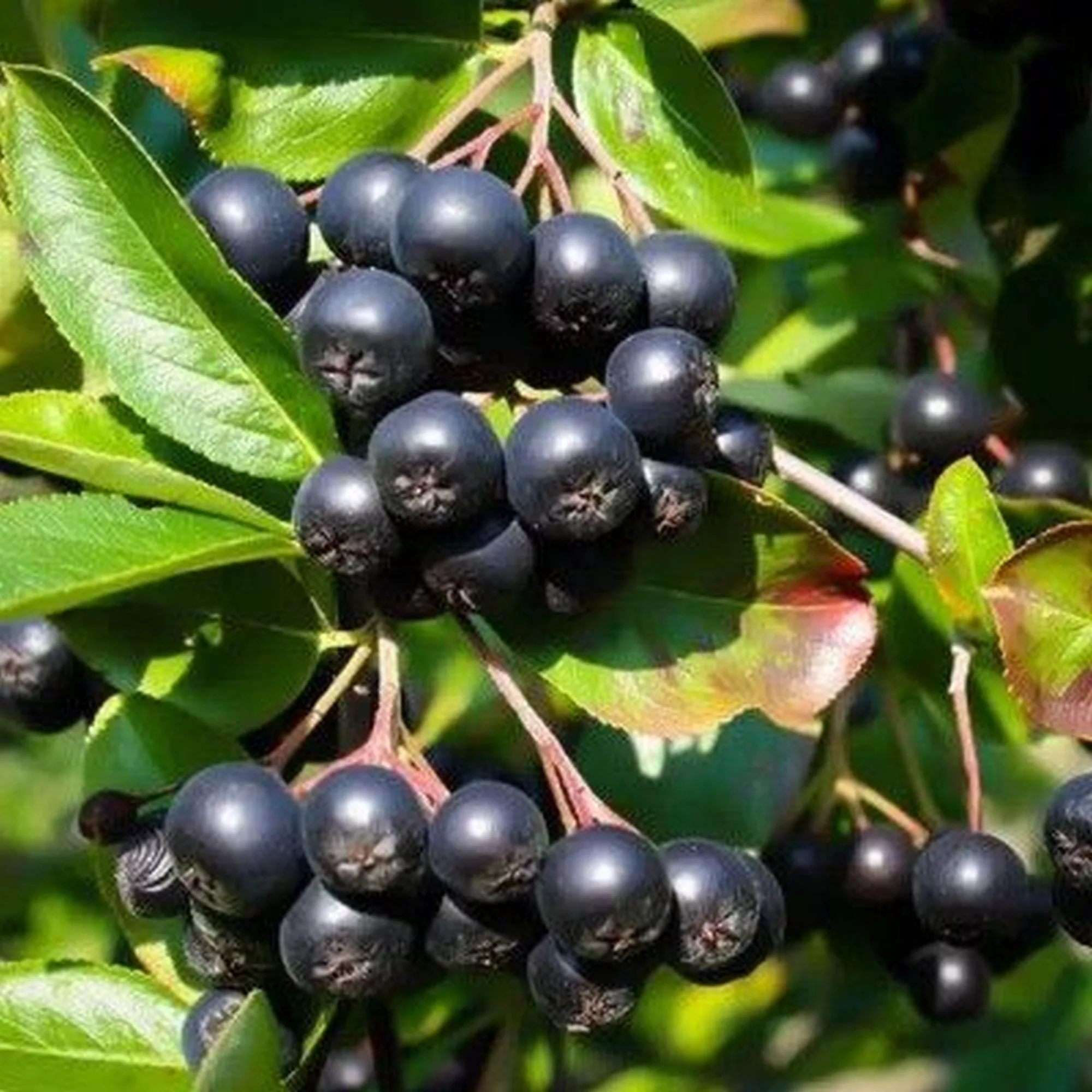 Aronia prunifolia "Nero"