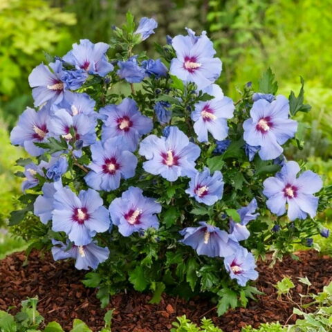 Hibiscus syriacus "Marina"