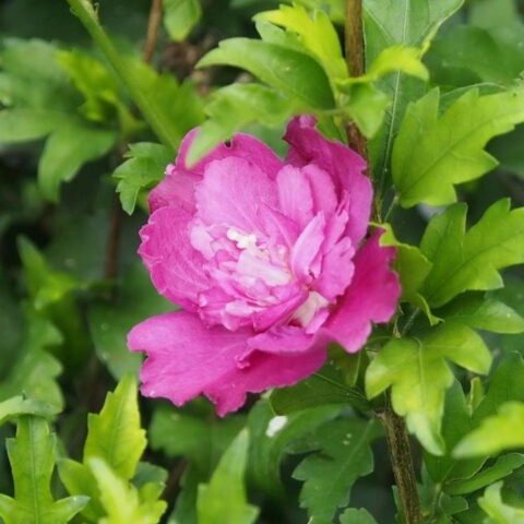 Hibiscus syriacus "Purple Ruffles"