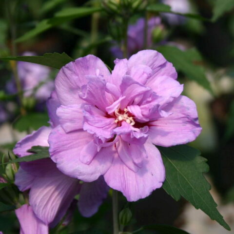 Hibiscus syriacus "Ardens"