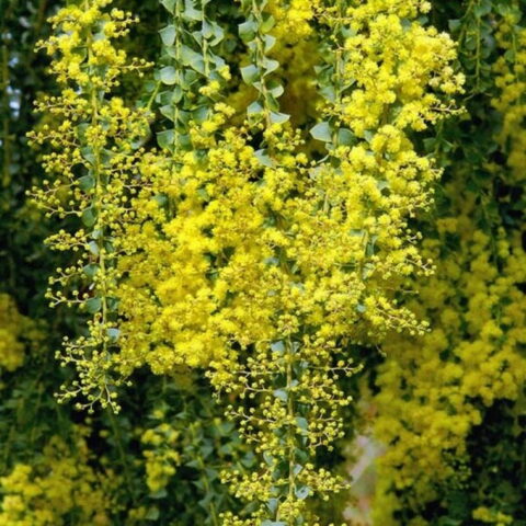 Acacia pravissima "Lemon Twist"