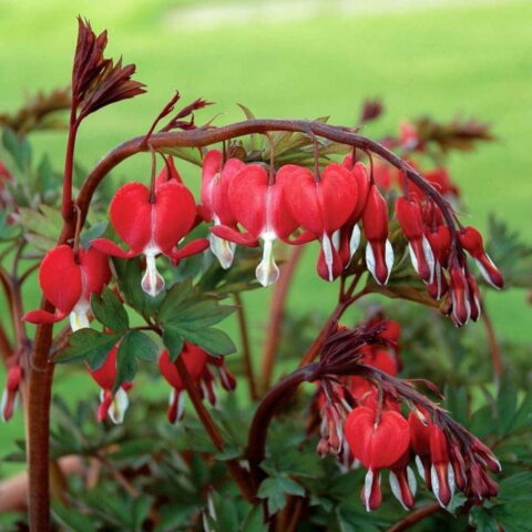Dicentra spectabilis "Valentine"