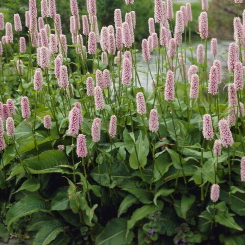 Persicaria bistorta
