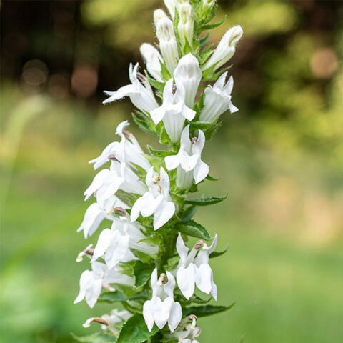 Lobelia siphilitica f. albiflora "Alba"