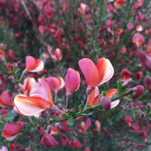 Cytisus x praecox "Maria Burkwood"