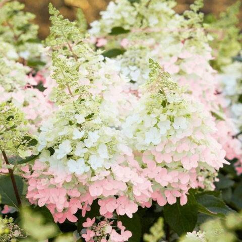 Hydrangea paniculata "Candlelight"