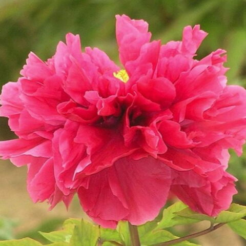 Paeonia "Kao Dark Pink"