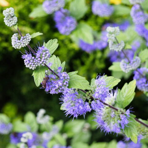 Caryopteris x clandonensis "HeavenlyBlue"