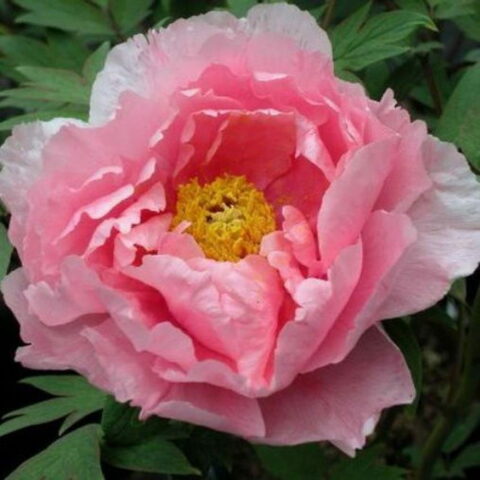 Paeonia "Hanakisoi Light Pink"