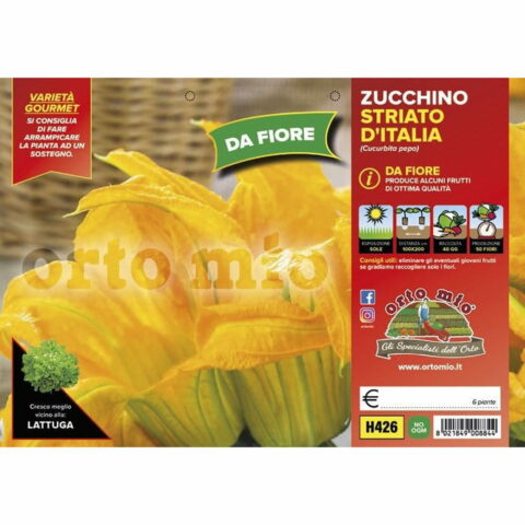 Zucchino da Fiore "Striato d'Italia F1"