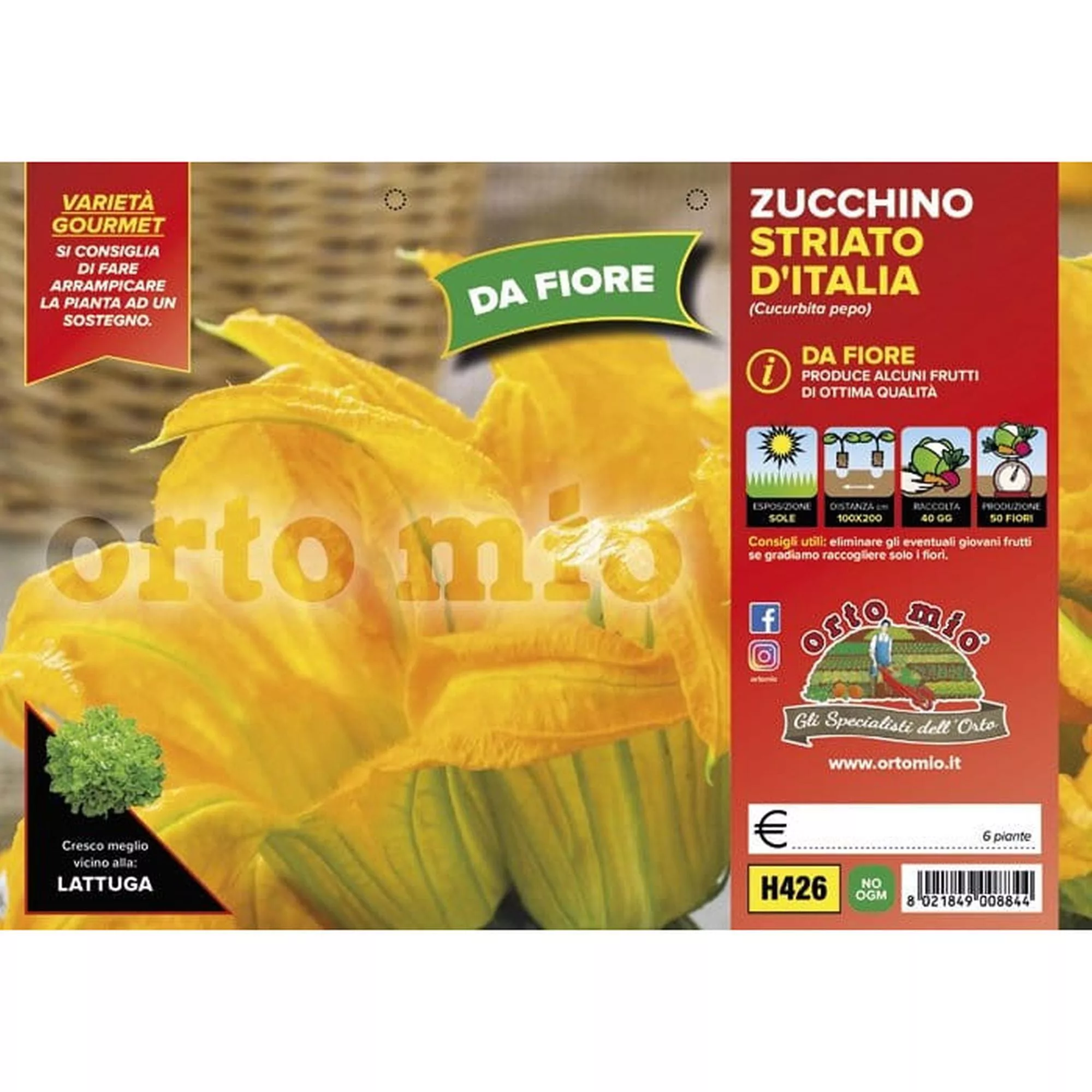 Zucchino da Fiore "Striato d'Italia F1"