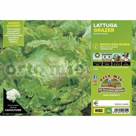 Lattuga brasiliana rossa "Grazer"
