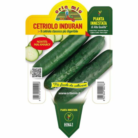 Cetriolo digeribile "Induran F1" innestato
