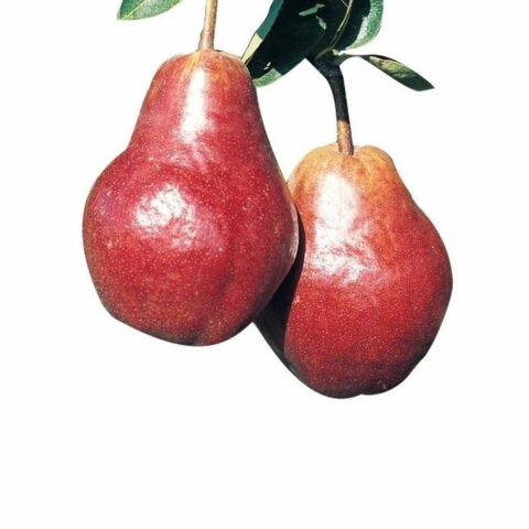 Pero nano "Pear Me var. William Rossa"