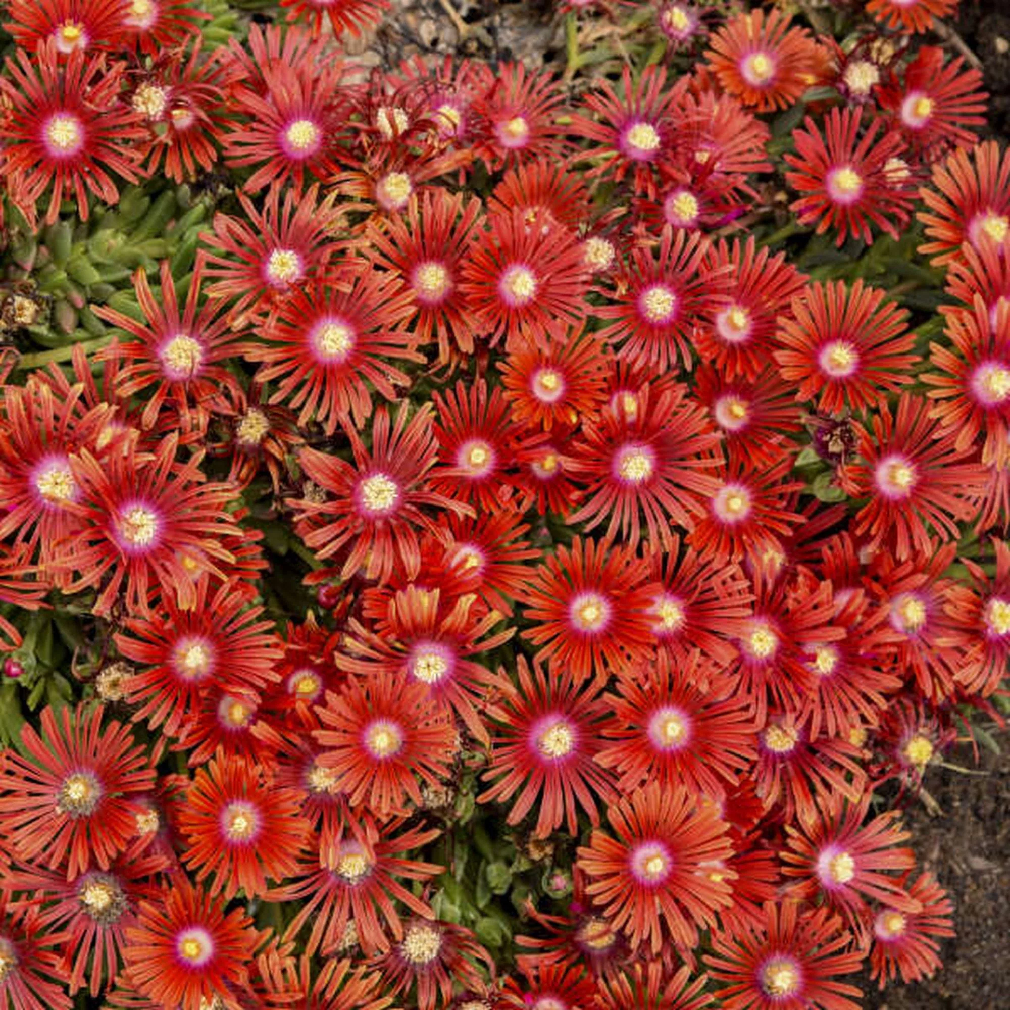 Delosperma "Red Mountain"