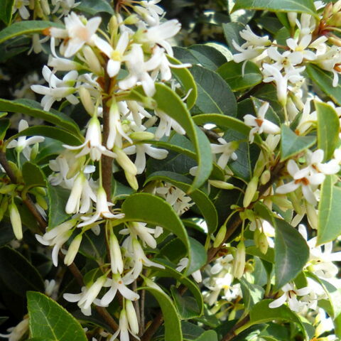 Osmanthus x burkwoodii
