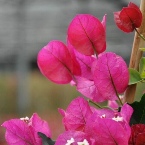 Bougainvillea "Rubyana"