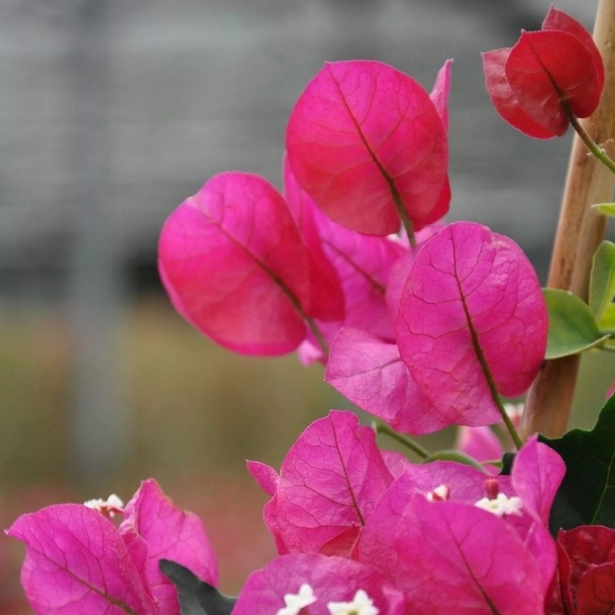 Bougainvillea "Rubyana"