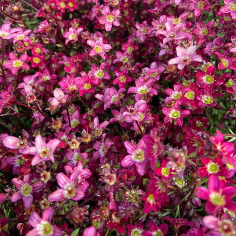 Saxifraga pensylvanica "Peter Pan"