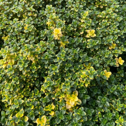 Thymus "Doone Valley"