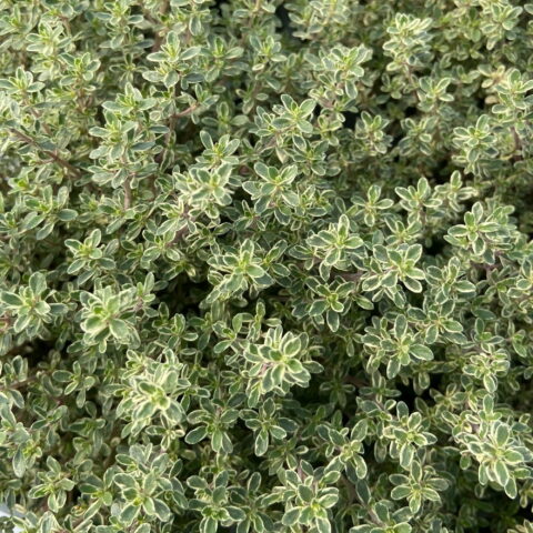 Thymus "Lady D"
