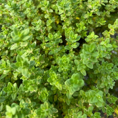 Thymus citriodorus