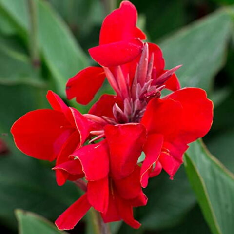 Canna indica "Cannova Scarlet"