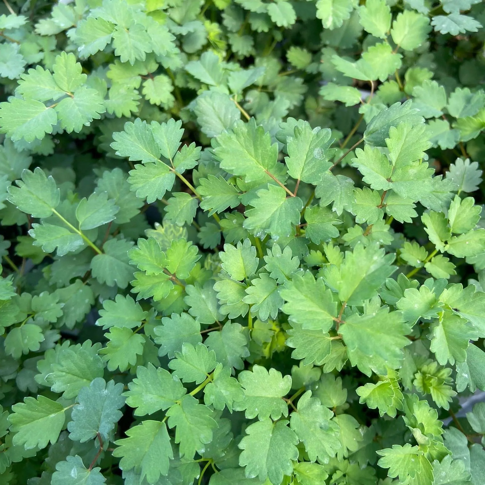 Anice verde