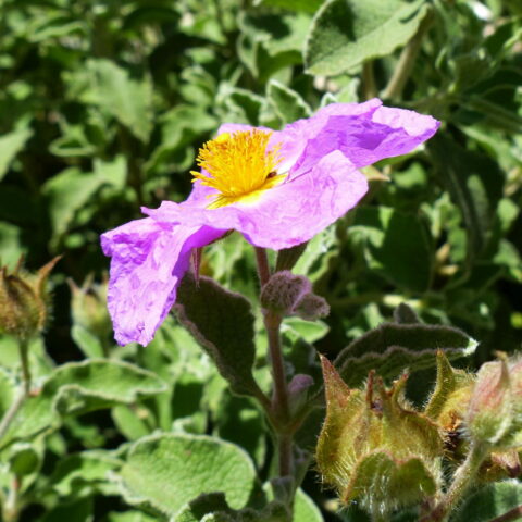 Cistus creticus subsp. eriocephalus