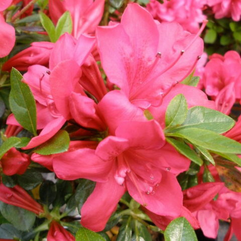 Azalea impeditum "Mother's Day"
