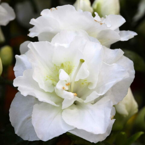 Azalea impeditum "Schneeperle"