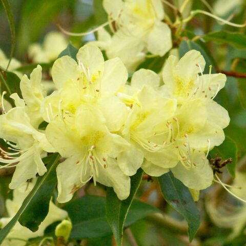 Azalea impeditum "Golden Wonder"