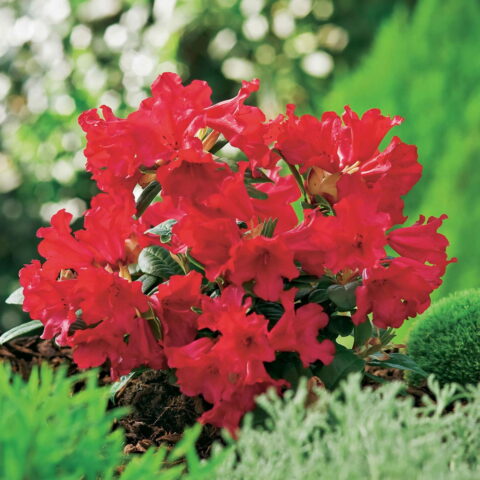 Azalea impeditum "Scarlet Wonder"