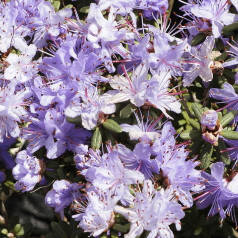Azalea impeditum "Lavandula"