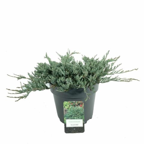 Juniperus horizontalis "Glacier"