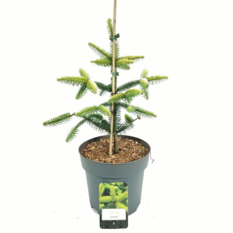 Abies pinsapo "Aurea"
