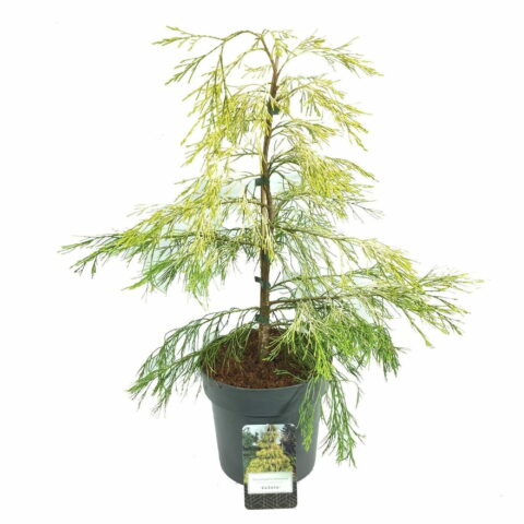 Chamaecyparis lawsoniana "Karaca"