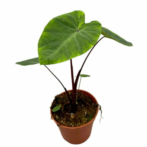 Colocasia esculenta "Lemon-Lime Gecko"
