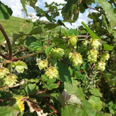 Luppolo "Nordbrau"