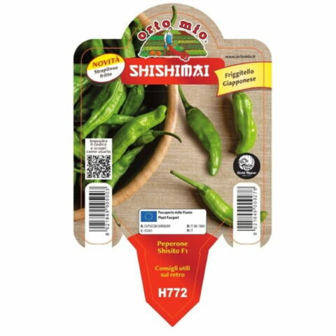 Peperone friggitello giapponese "Shishimai"