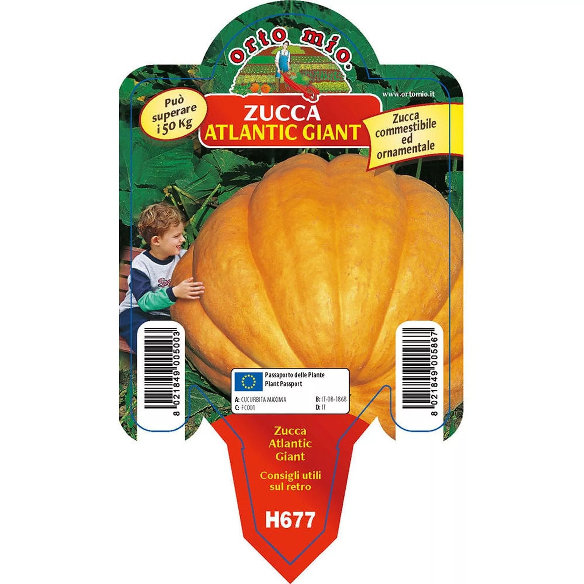 Zucca gigante quintale "Atlantic Giant F1"