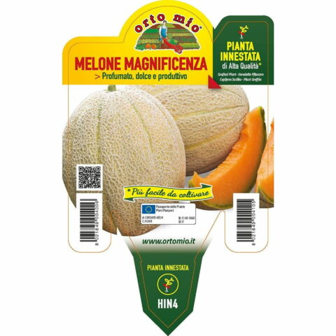 Melone retato con fetta Magnificenza F1 innestato