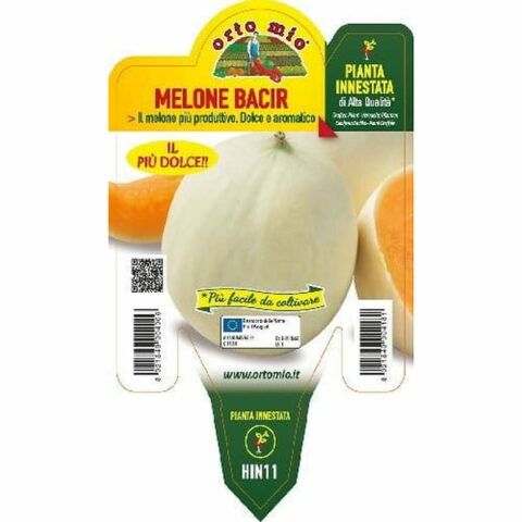Melone liscio "Bacir F1" innestato