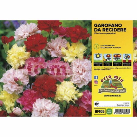 Garofano Dianthus (da recidere)