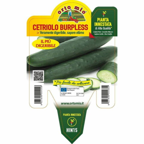 Cetriolo lungo digeribile "Burpless F1" innestato
